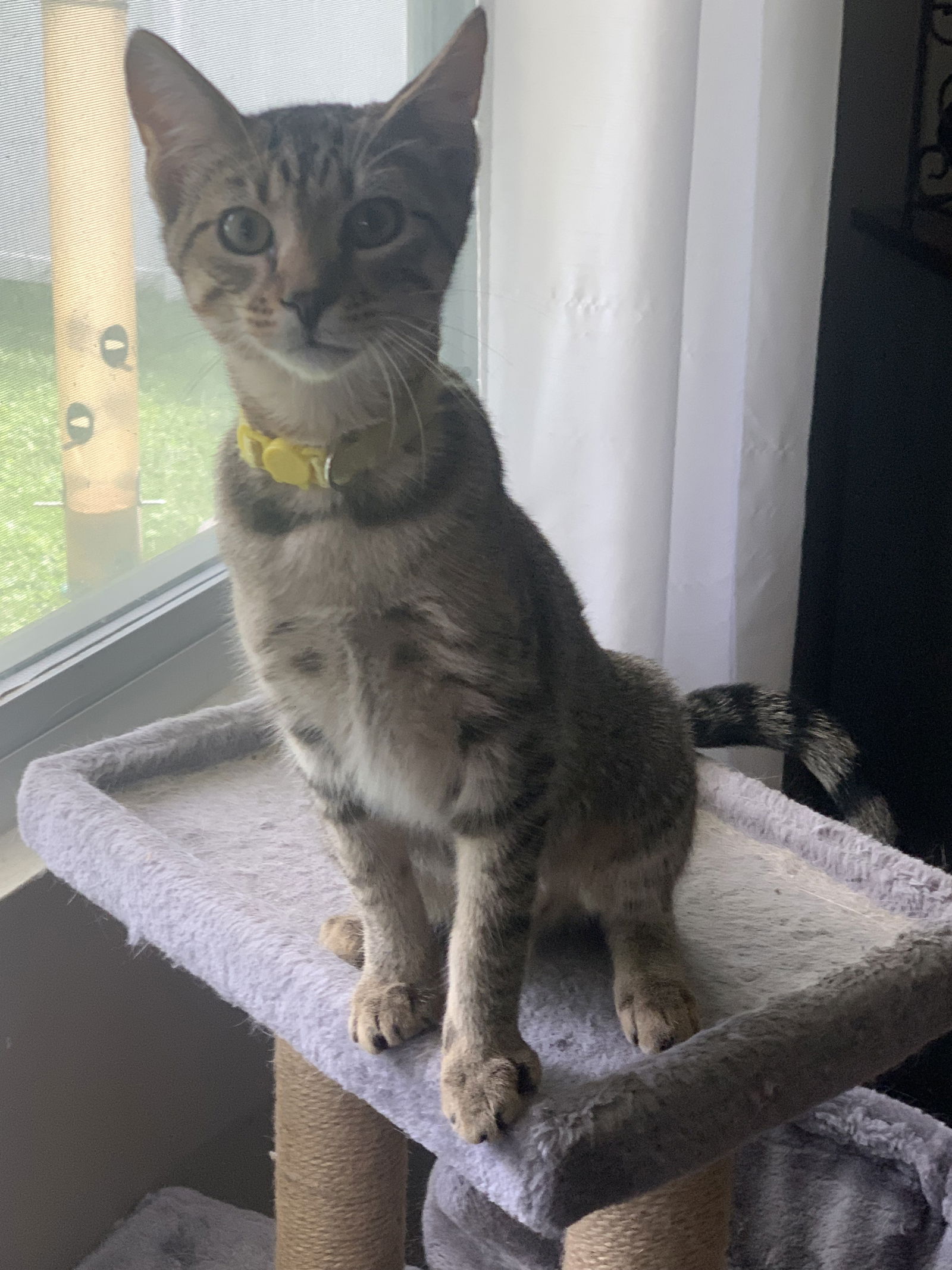 adoptable Cat in Fenton, MO named Joey Fatone