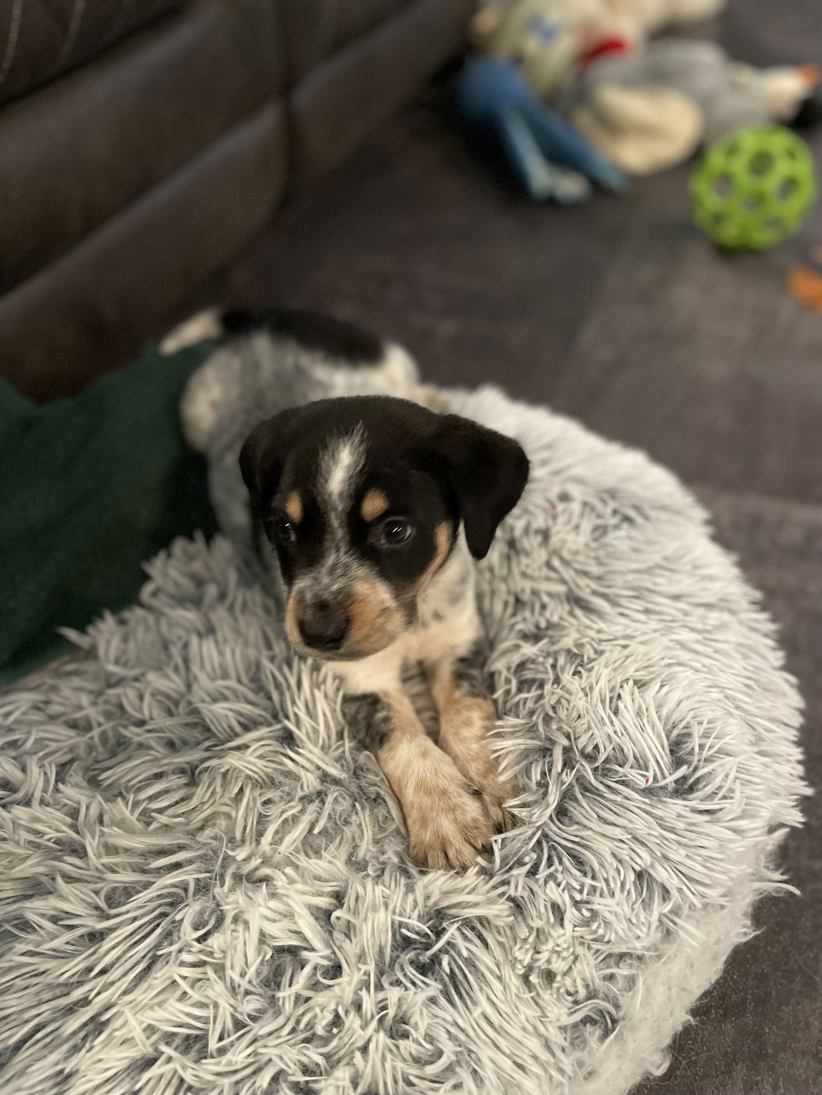 adoptable Dog in Florissant, MO named Blue