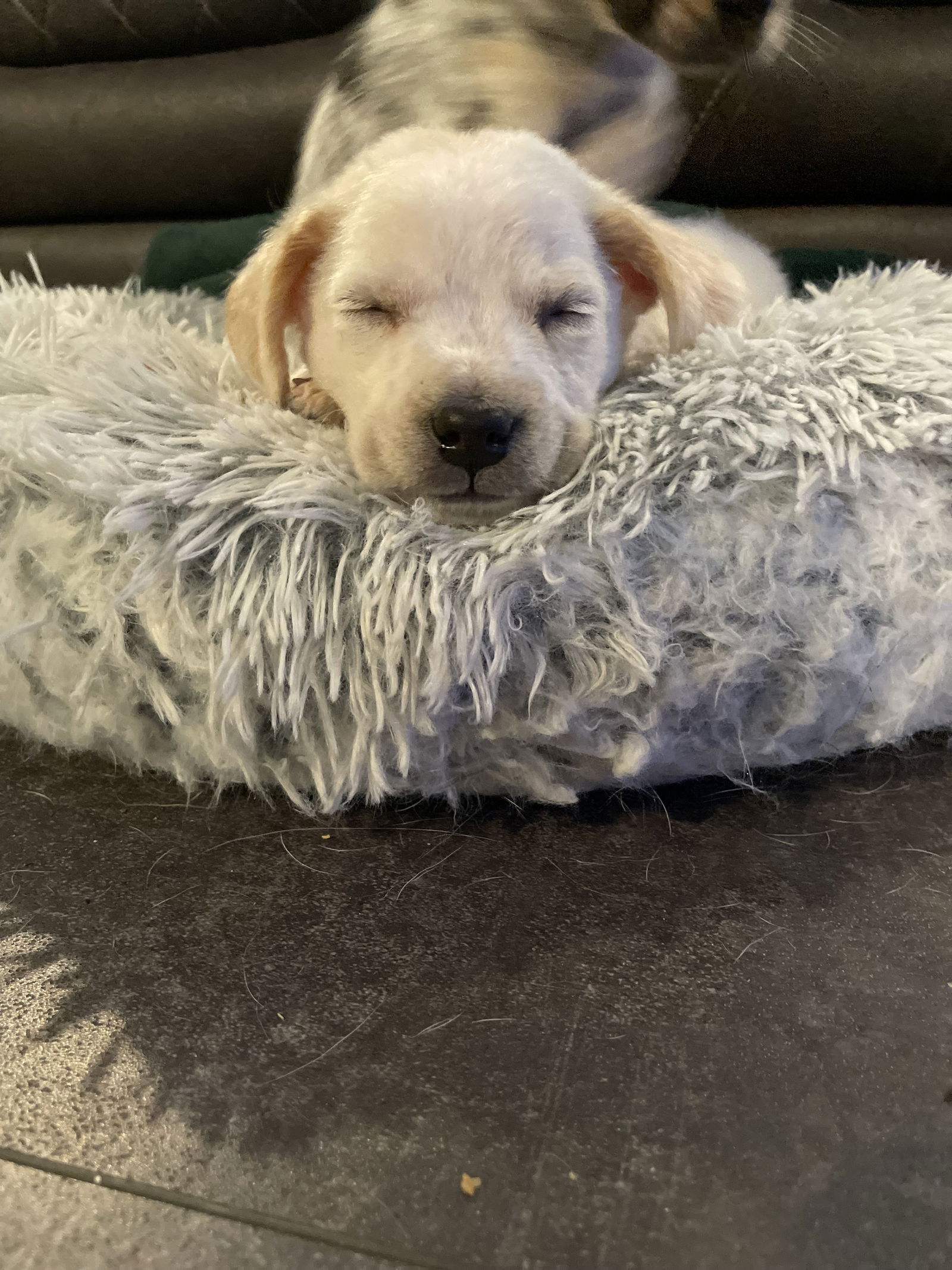 adoptable Dog in Florissant, MO named Dusty