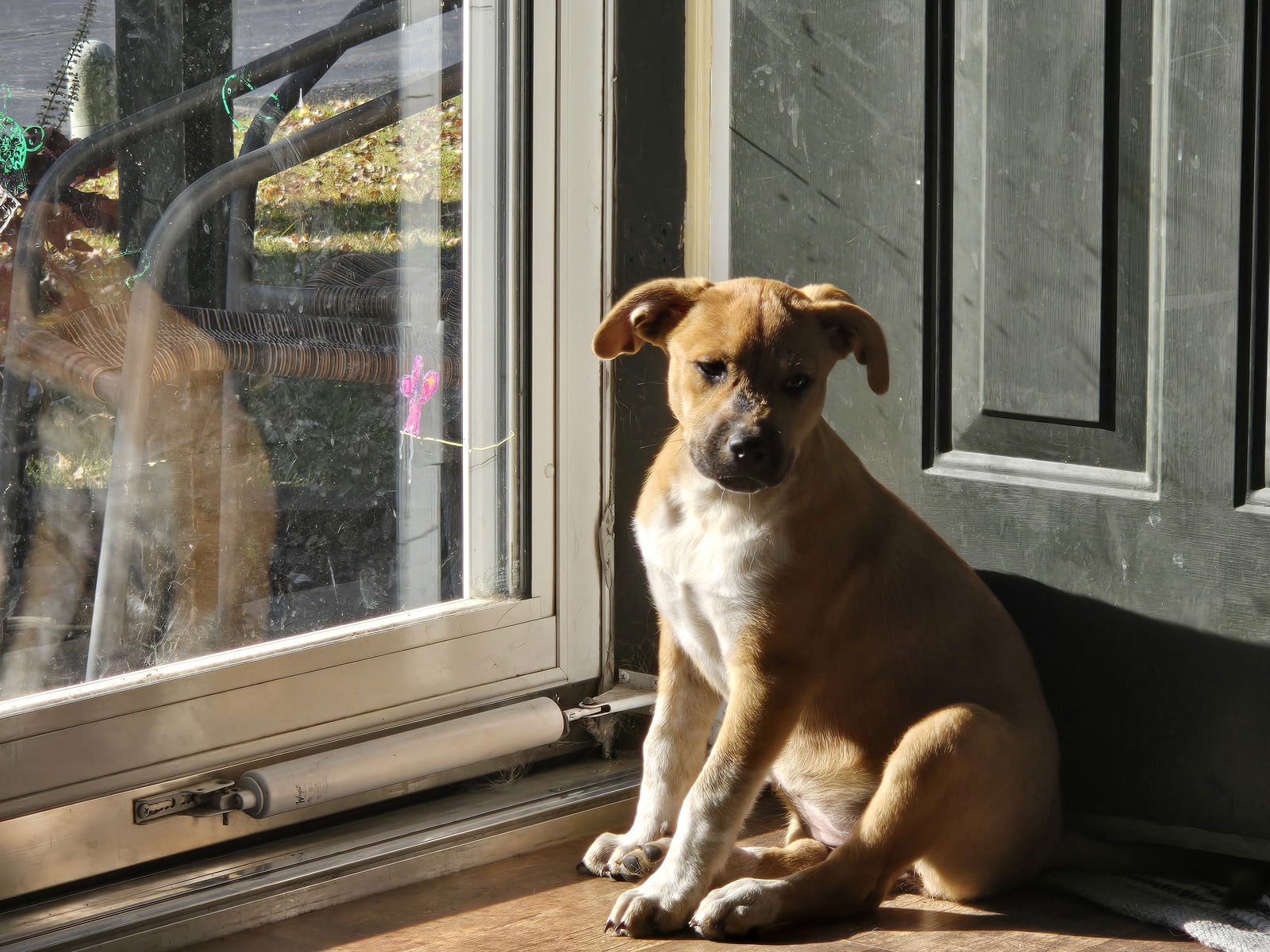 adoptable Dog in Fenton, MO named Zuzu