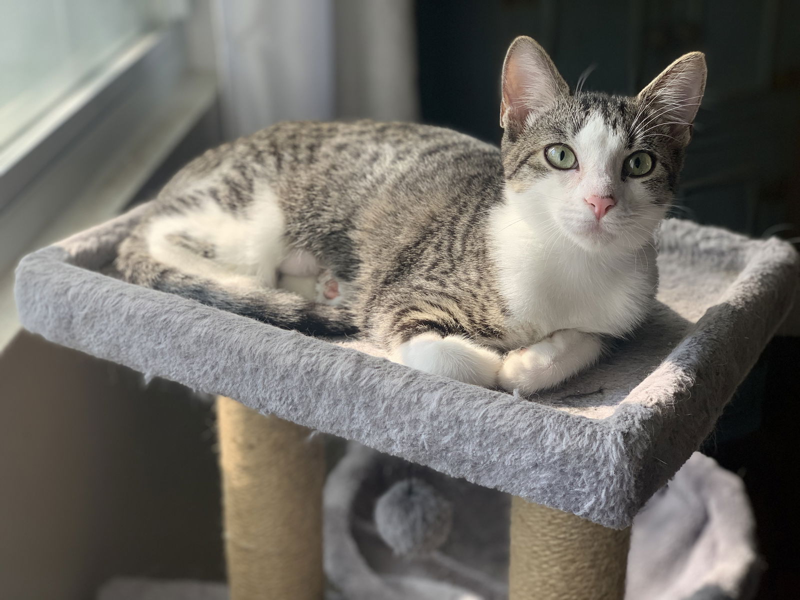 adoptable Cat in Fenton, MO named Ashley