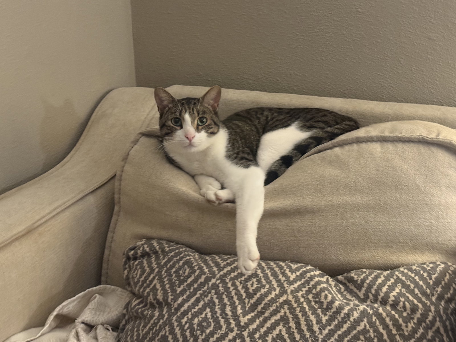 Jesse, Tabby