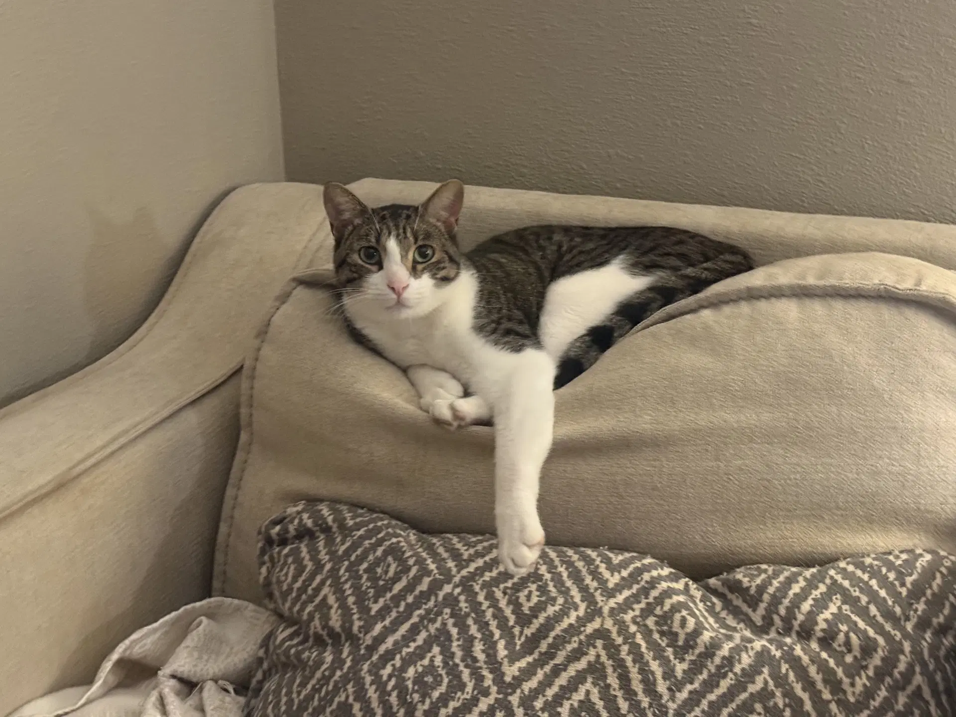 Jesse - Tabby