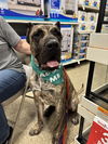 adoptable Dog in Fenton, MO named Ramsey