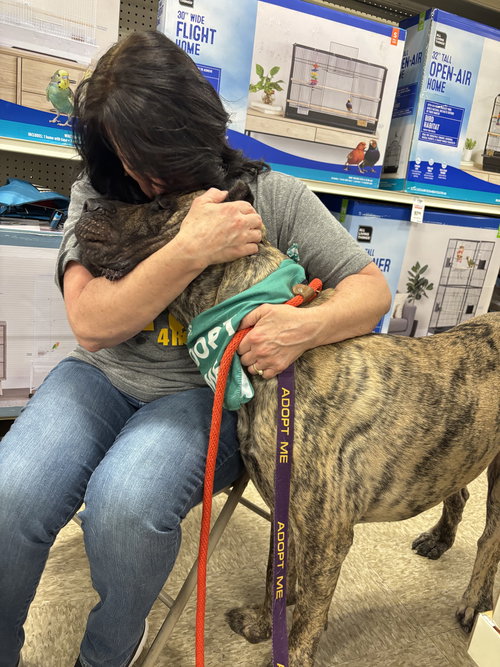 RAMSEY - Presa Canario available for adoption