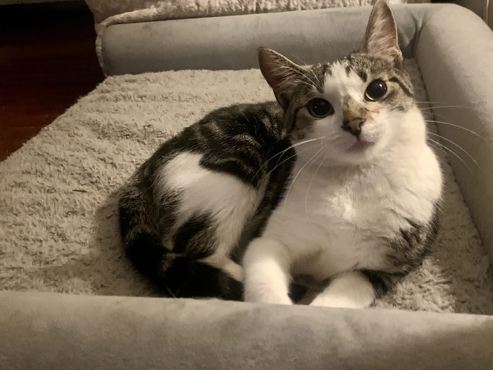 adoptable Cat in Fenton, MO named Maizey