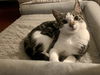 adoptable Cat in Fenton, MO named Maizey