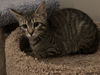adoptable Cat in Fenton, MO named Vinny
