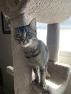 adoptable Cat in fenton, MO named Annie