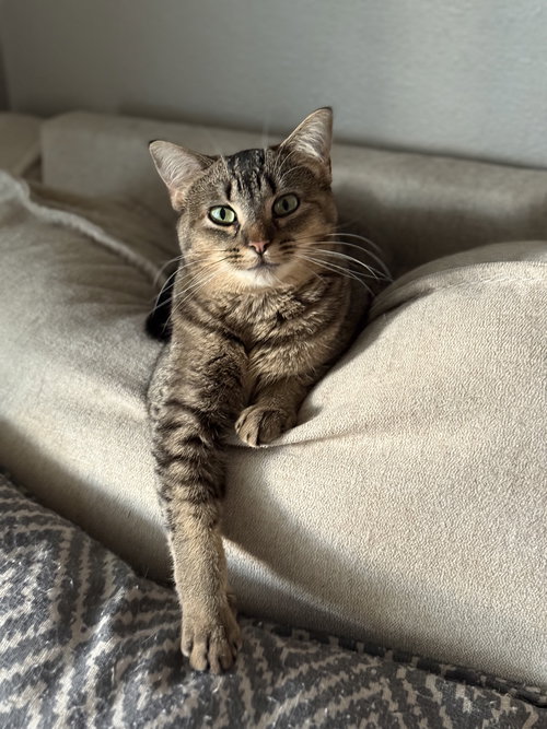 picture of the cat needing adoption