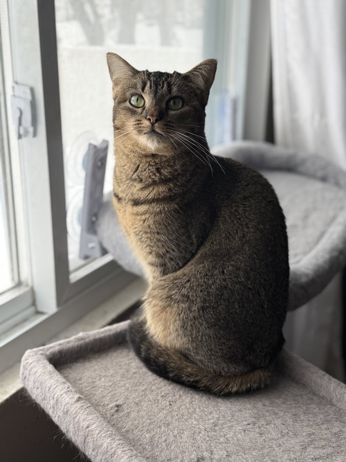 picture of the cat needing adoption