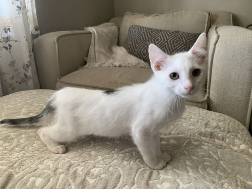 picture of the cat needing adoption