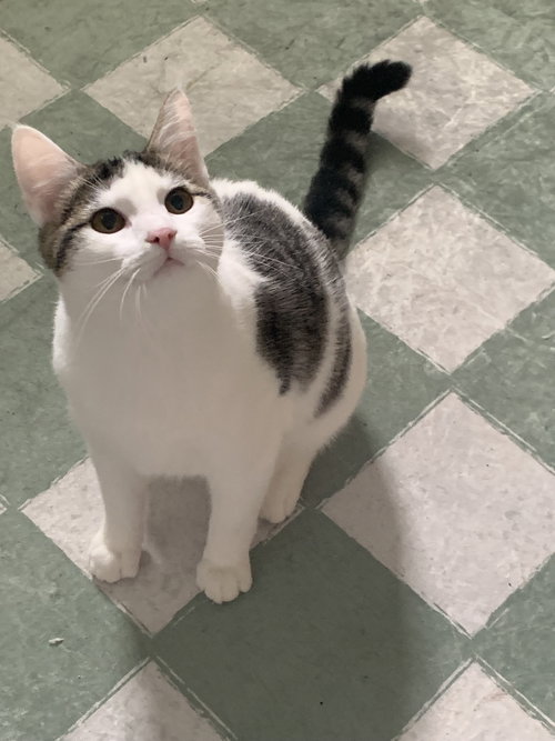 picture of the cat needing adoption