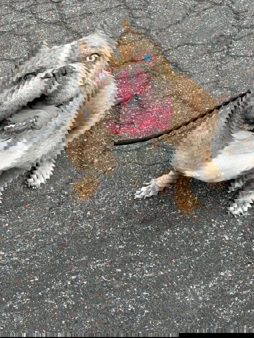 picture of the dog needing adoption