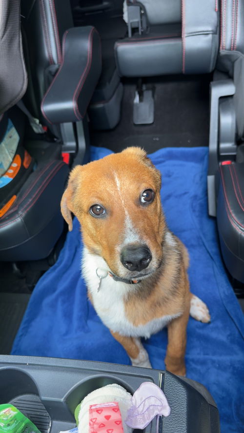 picture of the dog needing adoption