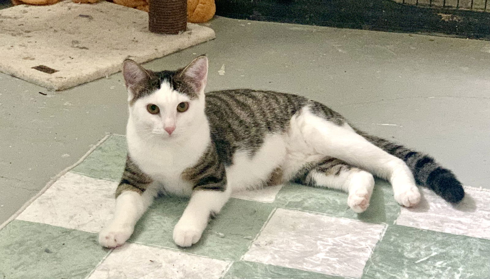 adoptable Cat in Fenton, MO named Berrie