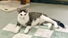 adoptable Cat in fenton, MO named Berrie