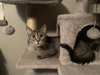 Maggie - Photo 3