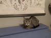 Maggie - Photo 4