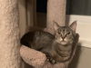adoptable Cat in fenton, MO named Maggie