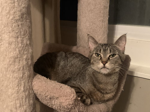 MAGGIE - Tabby available for adoption