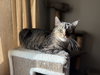 Maggie - Photo 1