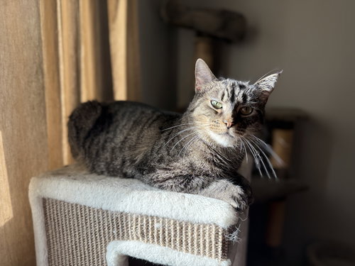 picture of the cat needing adoption