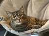 Maggie - Photo 5
