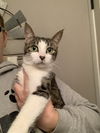 adoptable Cat in fenton, MO named Betty