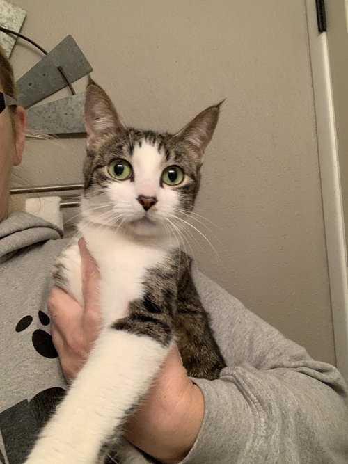 picture of the cat needing adoption