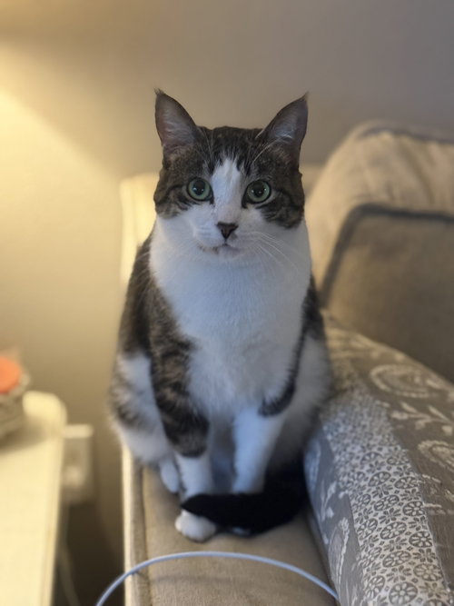Betty, an adoptable Domestic Short Hair in Fenton, MO