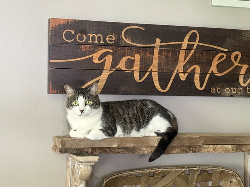 Betty, Adult Domestic Short Hair / Mixed (short coat), cat for adoption in St. Peters, Missouri