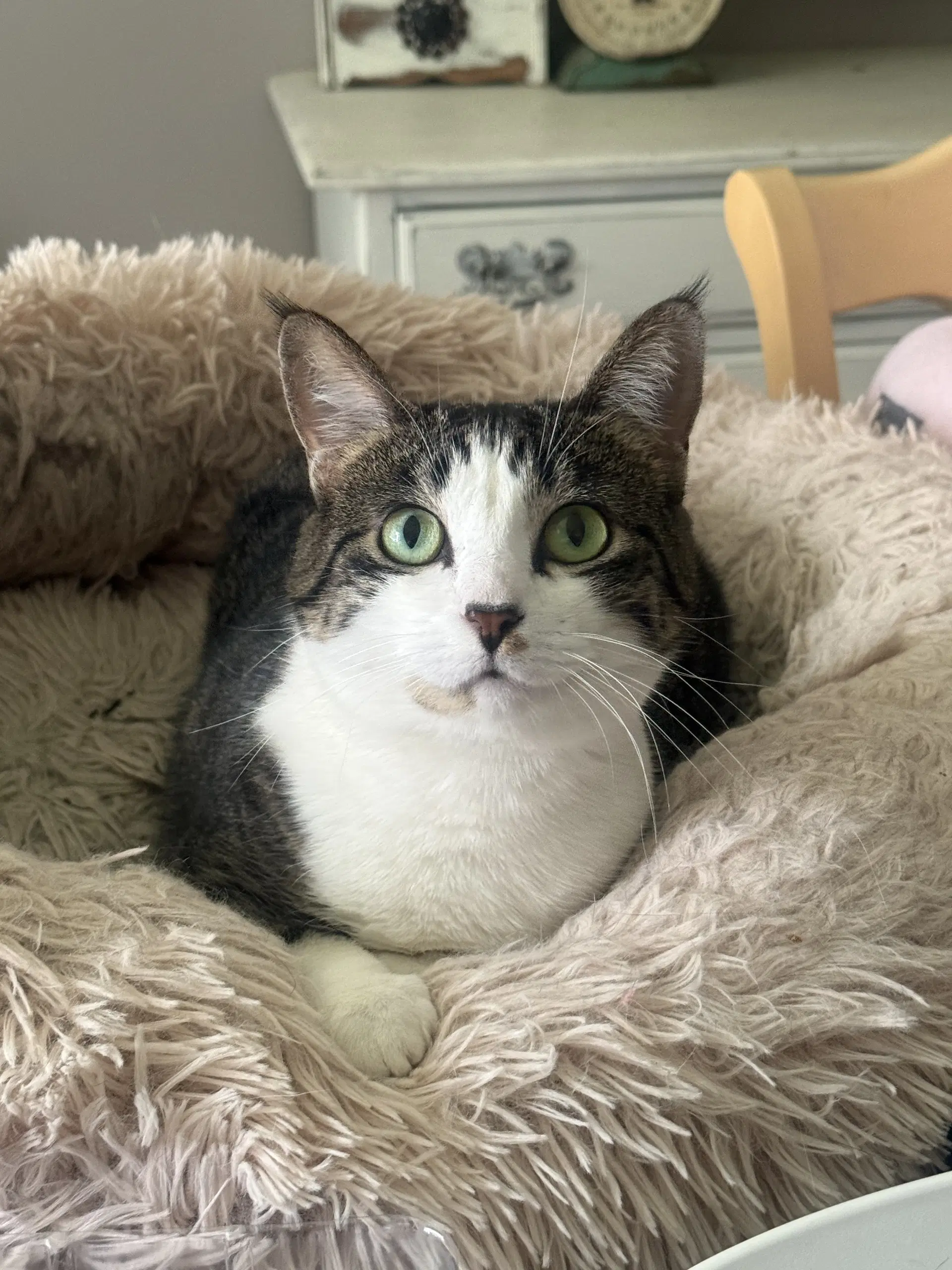 Betty - Domestic Short Hair