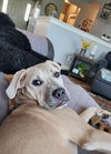 adoptable Dog in fenton, MO named Lilith