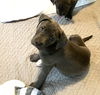 adoptable Dog in fenton, MO named Isla