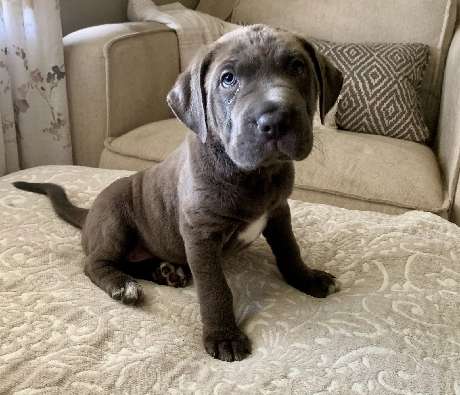 adoptable Dog in Fenton, MO named Iris