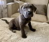 adoptable Dog in fenton, MO named Iris