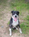 adoptable Dog in  named Max