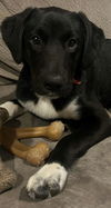 adoptable Dog in  named Margo