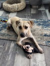 adoptable Dog in  named Artie