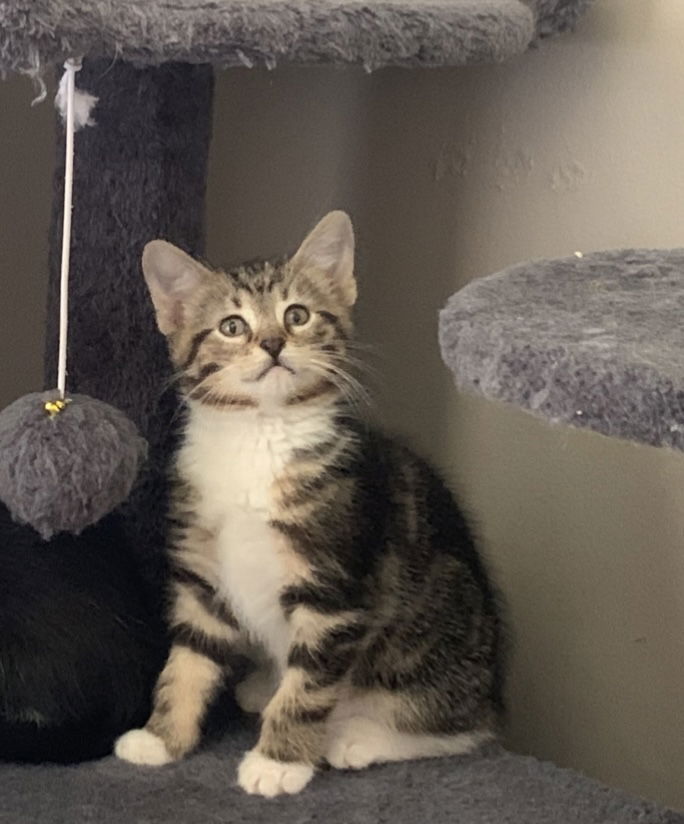 adoptable Cat in Fenton, MO named Arlow