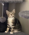 adoptable Cat in fenton, MO named Arlow
