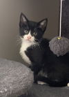 adoptable Cat in fenton, MO named Angelina