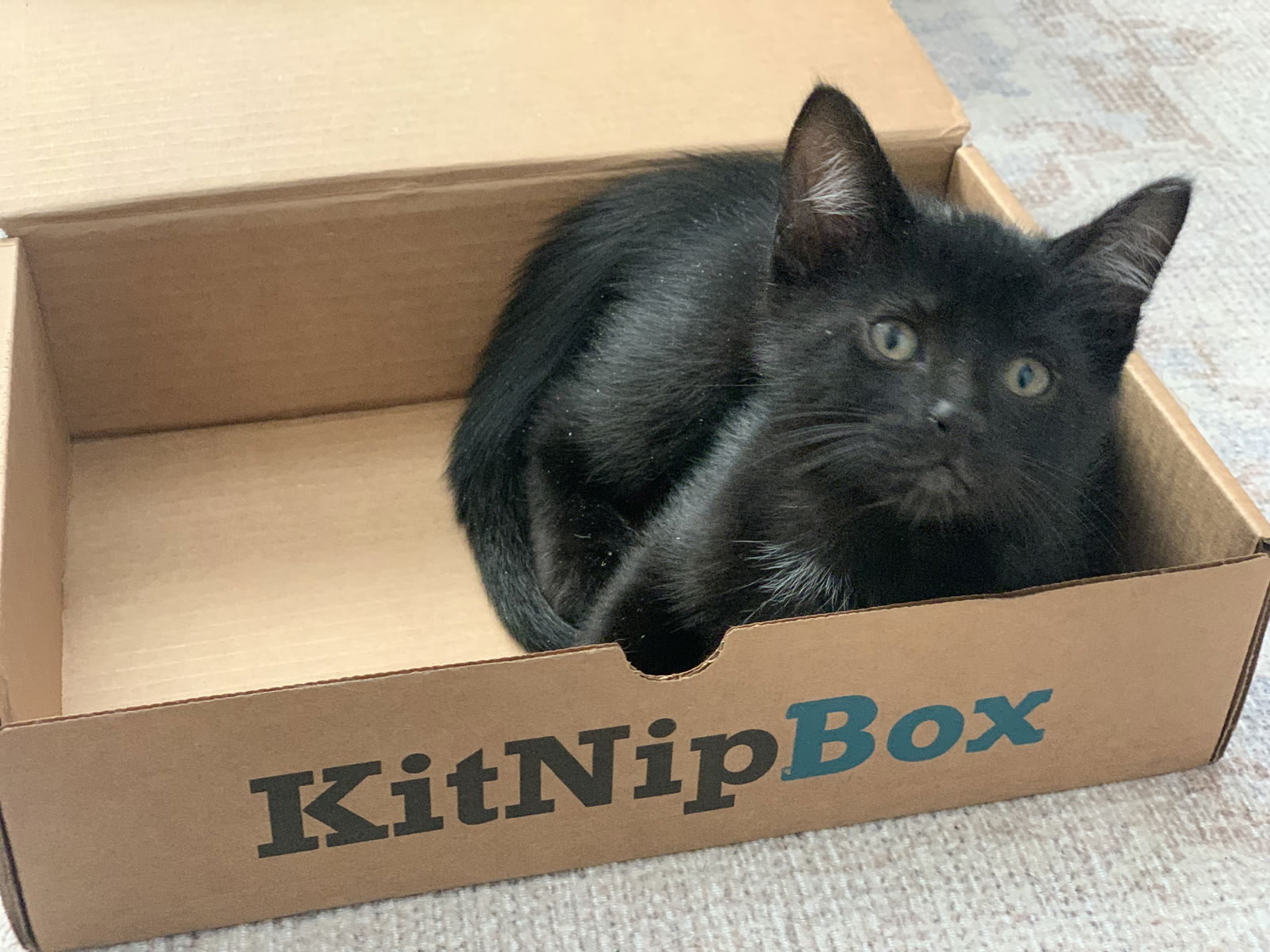 adoptable Cat in Fenton, MO named Ash