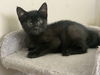 adoptable Cat in fenton, MO named Ashley