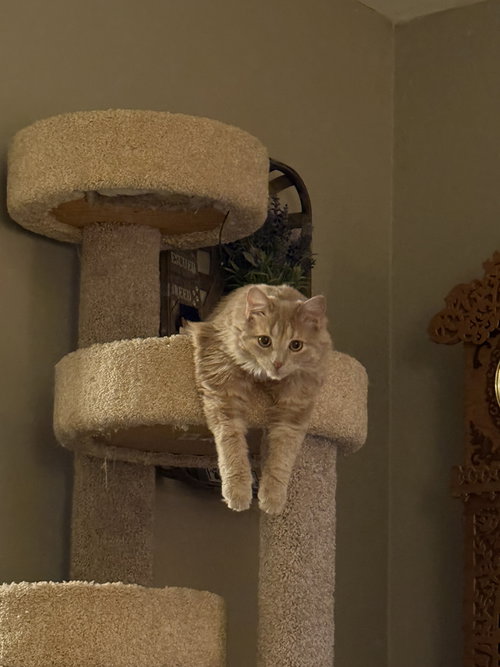 picture of the cat needing adoption