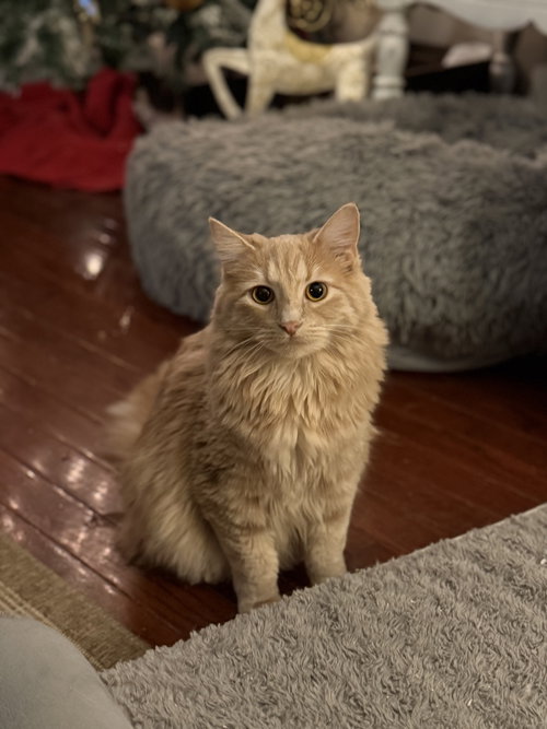 ORALIE - Tabby available for adoption