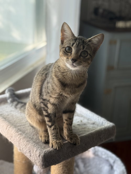 picture of the cat needing adoption