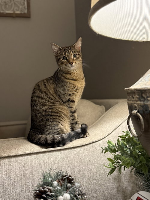 picture of the cat needing adoption