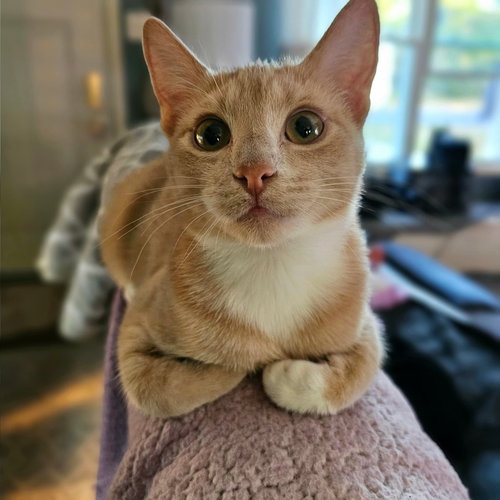 picture of the cat needing adoption